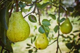 fruit